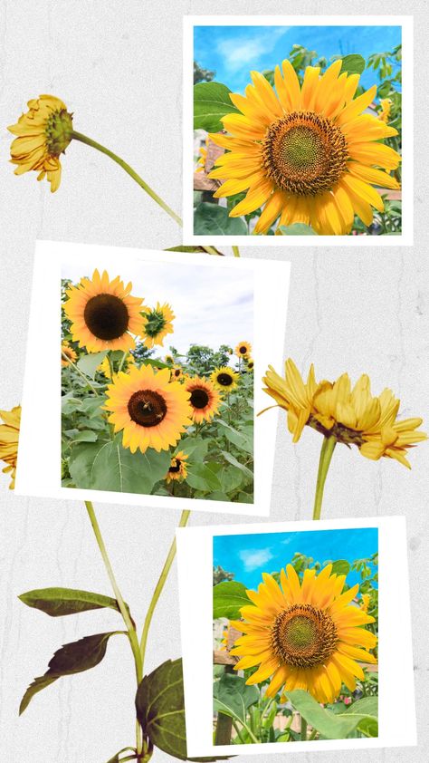 Aku ingin menjadi sebuah bunga matahari sehingga ketika sedang kesusahan, aku masih tetap bisa berdiri dan menemukan cahaya matahari. Wallpaper Sunflower, Polaroid Wallpaper, Flower Yellow, Sunflower Wallpaper, Jungkook Selca, Soft Wallpaper, Beautiful Flowers Wallpapers, Screen Wallpaper, Flower Wallpaper