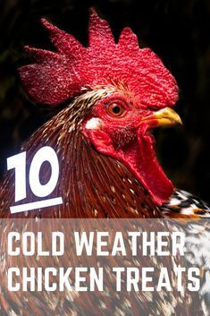 Winter Treats For Chickens, Treats For Chickens, Molting Chickens, Herbs For Chickens, Food For Chickens, Chickens In The Winter, Chicken Coup, Backyard Chicken Coop Plans, Backyard Farm