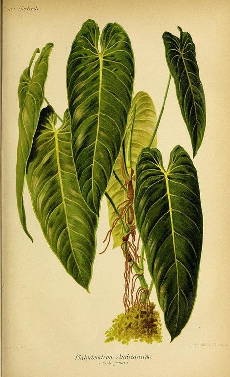 n46_w1150 | by BioDivLibrary Foliage Plants Indoor, Plant Leaf Identification, Philodendron Melanochrysum, Rare Philodendron, Leaf Identification, Houseplants Low Light, Deco Jungle, Illustration Botanique, Plant Images