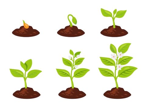 Planting tree. seeds sprout in ground. p... | Premium Vector #Freepik #vector #tree-growth #plant-growth #plant-grow #growing-tree Seed Growth, Seed Illustration, Planting For Kids, Seed Art, Desain Buklet, Kinds Of Fruits, Lily Plants, Seed Germination, Tree Seeds