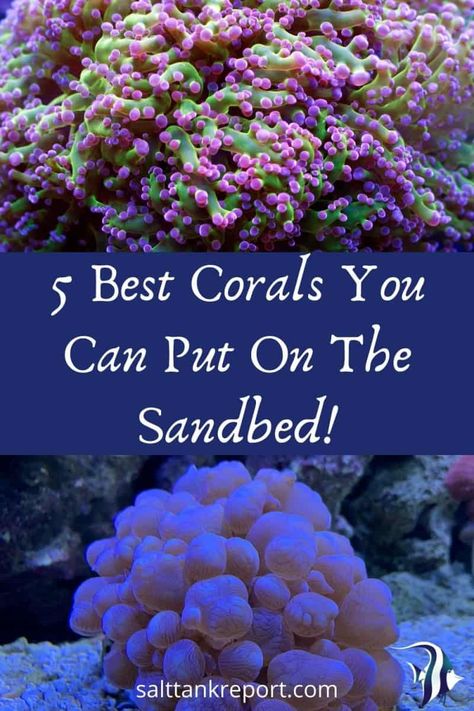 5 Best Corals You Can Put On The Sandbed - Salt Tank Report Aquarium Hacks, Reef Tank Design, Seahorse Aquarium, Reef Tank Aquascaping, Saltwater Aquarium Setup, Nano Reef Tank, Coral Fish Tank, Coral Aquarium, Fish List