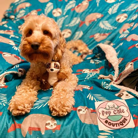 Happy Lazy Sloth Sunday everyone. How cosy does @milowoothecockapoo look on our Lazy Sloth blanket? Yes he has two a small and a large. Photo by @ruaruethecavapoo 🦥🌿🦥🌿🦥🌿 . . . . . #lazysloth #slothsunday #lazyslothsunday #dogblanket #cockapoo #cockapoos #cockapoolove Sloth Blanket, Dog Blanket, Sloth