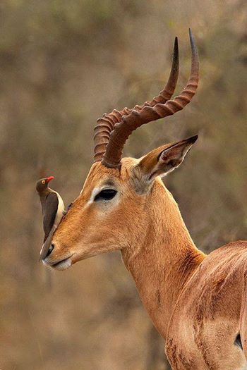 Regard Animal, Wild Kingdom, Mule Deer, Manx, Airbrush Art, African Wildlife, African Animals, In The Wild, Animal Planet