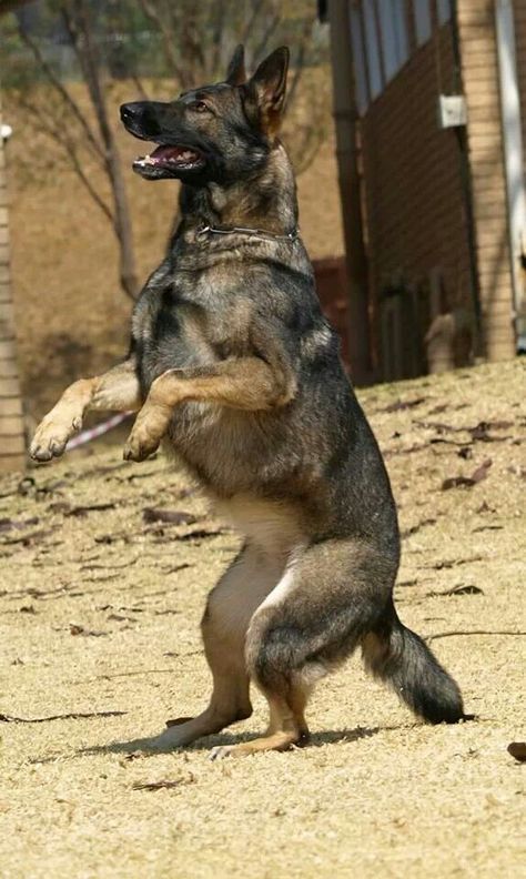 Blue German Shepherd, Sable German Shepherd, German Shepherd Training, German Sheperd Dogs, Farm Dogs, Dog Brain, Coban, Home Dog, Australian Shepherds