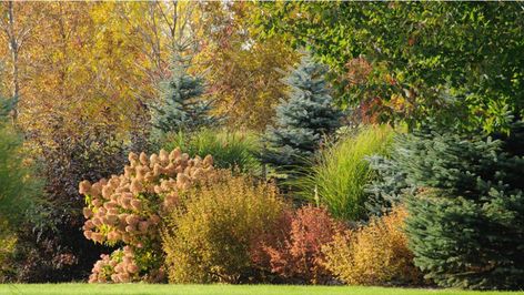 Anatomy Lesson: Lush Border for Colder Zones Tree And Shrub Border, Diablo Ninebark, Shrub Border, Limelight Hydrangeas, Landscaping Around Trees, Flower Garden Plans, Tree Borders, Landscape Borders, Limelight Hydrangea