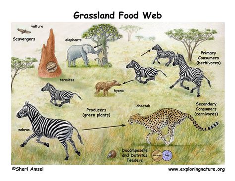 An ecosystem is a community of living and non-living things that function together. Within an eco system, organisms are interdependent an... Ecosystems Diorama, Savanna Biome, Grassland Biome, Savanna Grassland, Savannah Animals, Biomes Project, Ecosystems Projects, Grassland Habitat, African Savannah