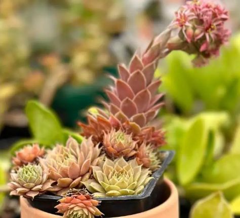 Hens and chicks plant flower only once in their lifetime and die once the blooming is complete. Learn more on what to do. Hen And Chicks Planting Ideas, How To Take Care Of Laying Hens, Chicks And Hens Succulents, Chicks And Hens Succulents Planters, Hens And Chicks Succulent Landscapes, Hen Chicken, Hens And Chicks, Green Life, Hen