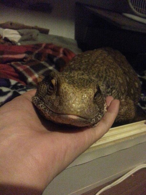 He loves his cuddles.. Marley the Savannah Monitor Eastern Bearded Dragon, Savannah Monitor, Bearded Dragon Care, Just Hold Me, Reptile Room, Monitor Lizard, Cute Reptiles, Pet Blog, Reptiles Pet