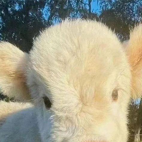 adorable_cow1 on Instagram: "POV: You're obsessed with cows! 🐄🐮 Which picture do you love Most? - DM for credit or removal - - #cows #babycows #calf #cutecow #happycows #cowlove #cowlover #cowphotos #cowsmakemehappy #farminglife #lovecows #cow #moo #cowstagram #fluffycows #cowofinsta #cowscowscows #docilecows #coolcowshop #cow #cowboynation #cowsmilkisforbabycows" Pictures Of Farm Animals, Cow Photos, Fluffy Cows, Cowboys Nation, Baby Cows, Cowboy Cowgirl, Cute Cows, Copyright Infringement, Tag Someone