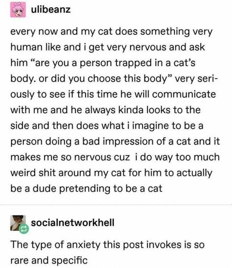 Collateral Beauty, Cat Attack, Funny Tumblr Posts, Izu, What’s Going On, Tumblr Funny, Tumblr Posts, If You Love, Funny Posts