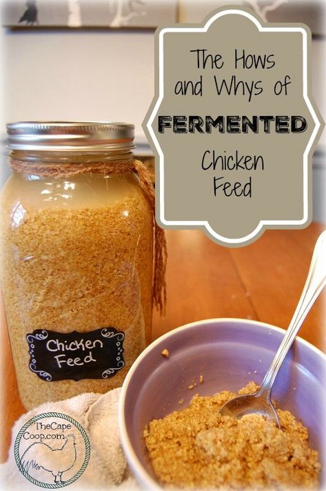 Chicken Feed Recipe, Fermented Chicken Feed, Chicken Feed Diy, Urban Chicken Farming, Feeding Chickens, Best Egg Laying Chickens, Meat Birds, Homestead Animals, Egg Laying Chickens