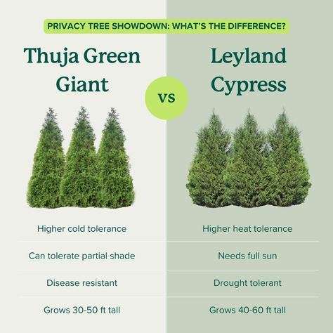 Thuja Green Giant, Leyland Cypress, Growing Trees, Privacy Trees, Privacy Landscaping, Green Giant, Fast Growing Trees, White Picket Fence, Fence Landscaping