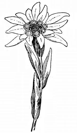 Edelweiss Tattoo, Flower Tattoo Stencils, Blackwork Embroidery Patterns, Alpine Flowers, Edelweiss Flower, Blackwork Embroidery, Flower Coloring Pages, Nature Tattoos, Botanical Drawings