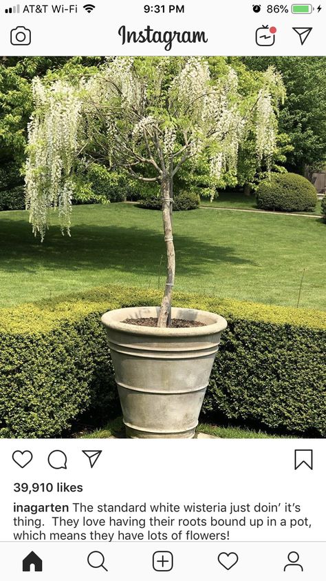 Wisteria In A Pot, Wisteria Garden, Flower Garden Plans, Small Courtyard Gardens, White Wisteria, Outdoor Gardens Design, Garden Studio, Courtyard Garden, Country Gardening