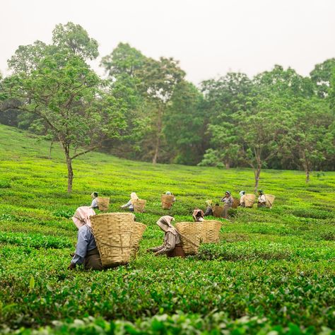 Garden Fresh. Organic. Pure Makaibari. From the pristine hills of Darjeeling to your cup, every sip of Makaibari brings you closer to nature. Grown in harmony with the earth, our tea is a testament to organic farming and time-honored craftsmanship. Taste the legacy of the world's first certified organic tea garden and experience tea the way it’s meant to be — fresh, fragrant, and full of life. [Makaibari, Darjeeling tea, Premium Tea, Tea Connoisseurs, Himalayan Tea, Handcrafted, Artisanal] Darjeeling Tea, Ecological Footprint, Agricultural Practices, Premium Tea, Organic Tea, Darjeeling, Tea Garden, Organic Teas, Closer To Nature