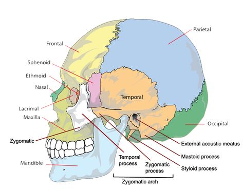 The Bones of the Skull | Human Anatomy and Physiology Lab (BSB 141) Bones Of The Skull, Anatomi Dan Fisiologi, Radiography Student, Biology Drawing, Skull Human, Literature Study Guides, Human Skeleton Anatomy, Radiology Student, Facial Bones