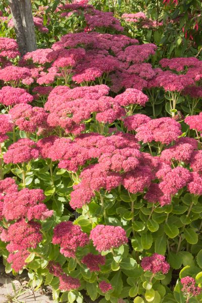 Sedum Plants Perennials, Sedum Garden Ideas, Phlox Flower Perennial Plant, Sedum Flower, Sedum Garden, Sedum Plant, Hillside Garden, Garden 2023, Pollinator Garden