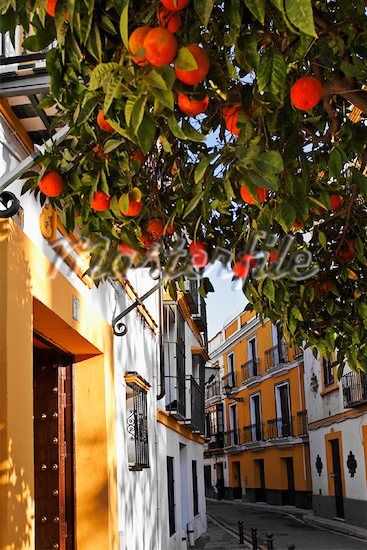 Orange trees, small balconies, tight space, colors Spain Local Fashion, Spain People, Saville Spain, Spanish City, Seville Aesthetic, Spanish Summer, Spanish City Aesthetic, Spanish Aesthetic, Seville Orange Tree