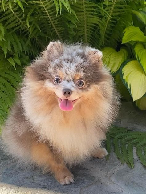 Preppy Pets, Merle Pomeranian, Pomeranian Puppy, Cute Dogs And Puppies, Cute Cats And Dogs, Cute Funny Animals, Dog Toys, Puppy Love