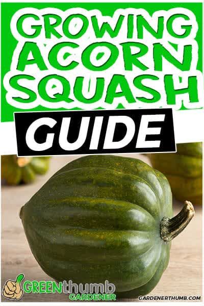 When To Harvest Acorn Squash, Acorn Squash Growing, Acorn Squash Plant, How To Grow Acorn Squash, Growing Squash In Containers, Growing Acorn Squash, Squash Growing, Squash Acorn, Squash Trellis