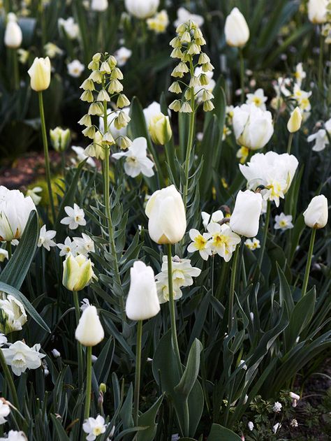 Creamy Dream- Ivory Bells' fritillaria looms over a combination of 'White Lady' daffodils and a mix of white tulips, including 'Spring Green', 'Pays Bas', 'Maureen', 'Sapporo', and 'White Parrot'. Low-growing 'White Splendor' anemone continues Bulbs Garden Design, Layout Portfolio, Tulips Garden, White Plants, Flowers Blooming, Garden Bulbs, Moon Garden, Landscape Designs, Spring Landscape