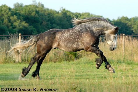 Atlas the Playful Percheron Belgian Draft Horse, Percheron Horses, Rare Horses, Horse Boarding, Akhal Teke, Most Beautiful Horses, Grey Horse, Hunter Jumper, All The Pretty Horses