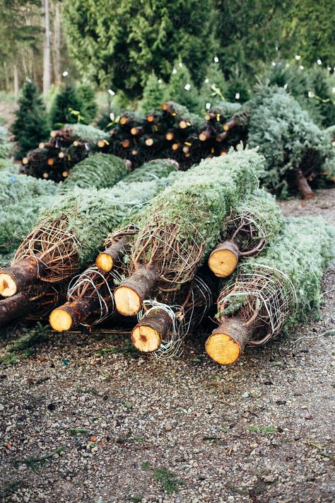 Tree Farm Aesthetic, Tree Net, Putz Village, Christmas Trees For Sale, Winter Christmas Tree, Christmas Greens, Christmas Tree Lots, Whispering Pines, Christmas Tree Sale