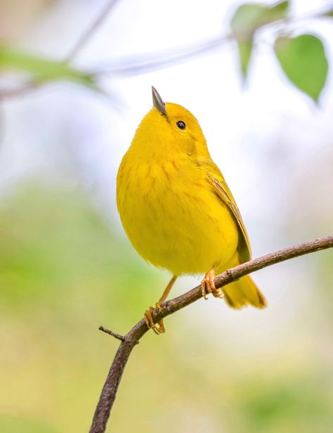 DESCRIPTION: This is an original photograph taken by me of a yellow warbler at Magee Marsh in Ohio. PRINTING: The photo will be printed by a photo lab on professional matte paper. Please message me if you would prefer a glossy finish but please note this may extend the processing time a bit as I have to order a glossy from the lab. Photo will have no border, matte, or frame. PLEASE NOTE: Colors in finished product may vary slightly from what you see on your screen due to variation in monitor set Yellow Rumped Warbler, Bird Reference Photos, Bird Photos Photography, Birds Images, Gifts For Bird Lovers, Yellow Parrot, Yellow Warbler, Yellow Photography, Yellow Birds