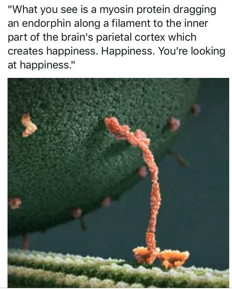 Cool Science Facts, Science Jokes, Harvard University, Up Book, Science Facts, The Cell, The More You Know, Neuroscience, Fun Science