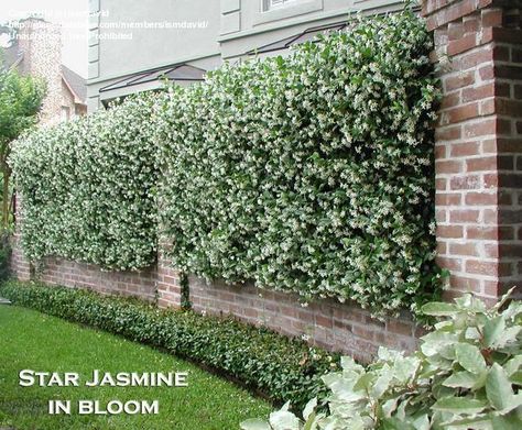 My husband, who always shudders when I tell him I have an idea, very kindly helped me with the project and told me what materials to use. Reka Bentuk Landskap, Trachelospermum Jasminoides, Brick Fence, Star Jasmine, Garden Vines, Wrought Iron Fences, Fence Landscaping, Garden Plans, Modern Fence