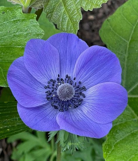 Blue Anemone Flower, Flower References, Blue Anemone, Botanical Photography, Flower Shops, Anemone Flower, Watercolor Ideas, Porcelain Clay, Cold Porcelain