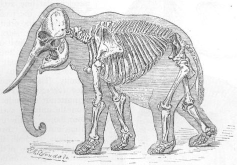 elephant skeleton Mughal Elephant, Elephant Skeleton, Elephant Anatomy, Skeleton Drawing, Natural Form Art, Skeleton Drawings, Animal Skeletons, Eyes Artwork, Mughal Paintings