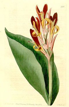 Canna edulis Achira, Indian shot Tropical Artwork, Florida Plants, Edible Landscaping, Wild Edibles, Vintage Botanical Prints, Old Book Pages, Language Of Flowers, Wild Food, Botanical Beauty