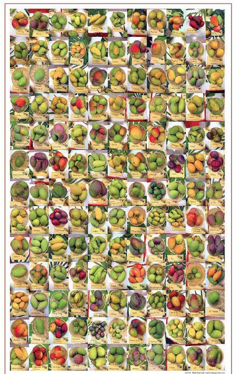 Mango varieties poster Fruits And Vegetables List, Mango Varieties, Edible Landscaping, Permaculture, Fruits And Vegetables, Mango, Fruit, Quick Saves