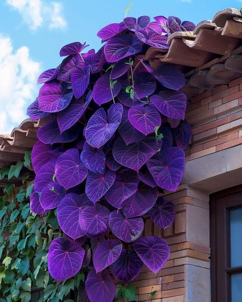 Fantasy Gardens, Goth Garden, Purple Leaves, Potted Plants Outdoor, Gothic Garden, Purple Plants, Plant Growing, Unusual Flowers, Garden Light