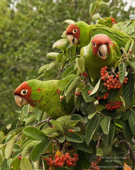 Polly Wanna Pose? by Mark Smokreations Parrot Aesthetic, Australian Birds, Bird Artwork, Pretty Animals, Silly Animals, Tropical Birds, Pretty Birds, Bird Photo, One Shot