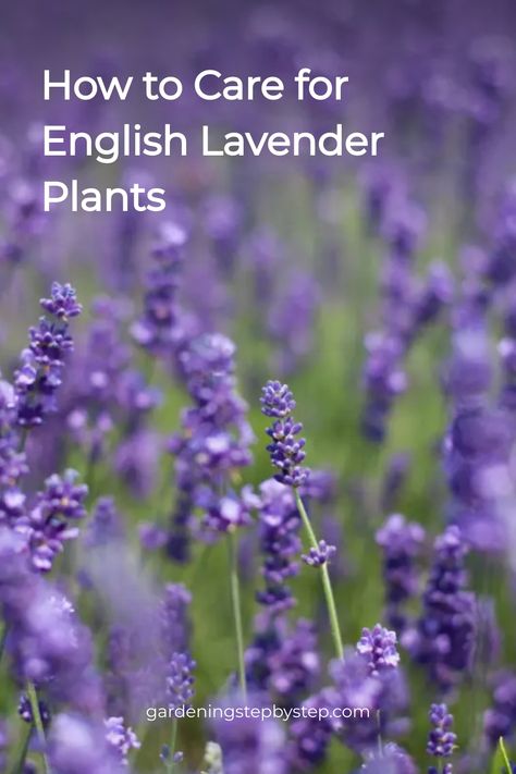 How to care for English lavender plants; close-up of purple lavender flowers in a field. Lavandula Angustifolia Hidcote, English Lavender Plant Care, English Lavender Plant, Lavender Plant Care, Munstead Lavender, Grow Lavender, Lavender Varieties, Fast Growing Shrubs, Lavender Bush