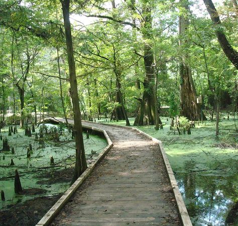 Greenville Cypress Preserve Free Outdoor Activities, Greenville Mississippi, Visit Mississippi, Sister Trip, Mississippi Travel, Sky Lake, Arizona Road Trip, Local Travel, Nature Trail