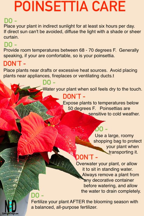 Small House Decor, Home Decor Balcony, Poinsettia Care, Balcony Decor Ideas, Poinsettia Plant, Balcony Decoration, Household Plants, Plant Care Houseplant, Christmas Plants