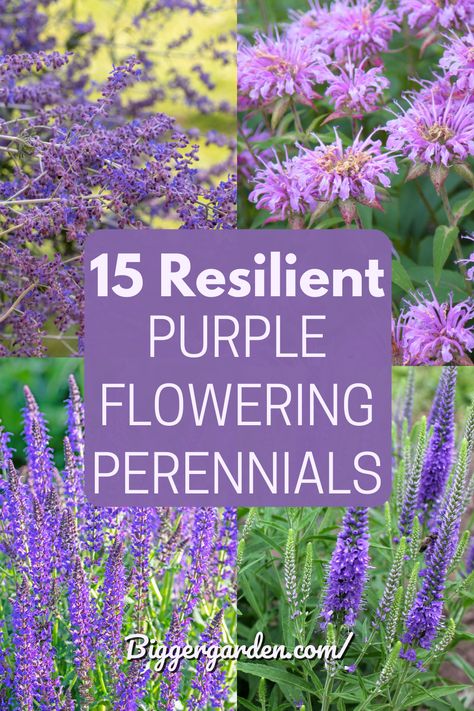 From deep violets to soft lavenders, purple perennials are the heartthrobs of the garden world. Discover our 15 must-have plants by clicking through and don’t forget to follow us for more gardening tips and tricks. Purple And Pink Garden Ideas, Violet Garden Aesthetic, Purple Perennial Garden, Purple Garden Border, Purple Flower Plant, Purple Shade Plants, Purple Flower Bush, Purple Summer Flowers, Tall Purple Flowers Perennials