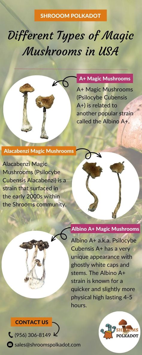 Sugar Free Eating, Edible Wild Mushrooms, Mushroom Side Dishes, Health Benefits Of Mushrooms, Mushroom Benefits, Mushroom Grow Kit, Mushroom Pictures, Types Of Magic, Mushroom Crafts