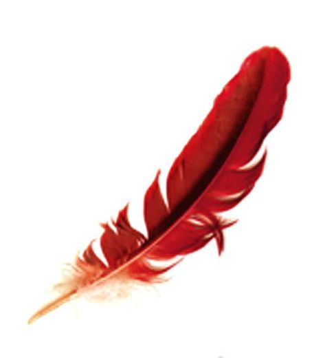 Cardinal Feather Cardinal Feather Tattoo, Red Bird Tattoo, Cardinal Feather, Red Crow, Feather Meaning, Red Bird Tattoos, Cardinal Tattoos, Black Bird Tattoo, Bird Tattoo