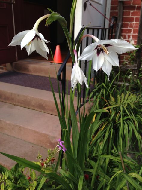 Abyssinian Gladiolus,  Peacock Orchid (Gladiolus murielae) (Deerfield, MA) Green Gladiolus, Gladiolus Byzantine, Phaius Orchid, Gladioli, Orchids In Moonlight, Abyssinian, Lavender Crystals| Phosphosiderite / Orchid, Bird Tree, Fragrant Flowers