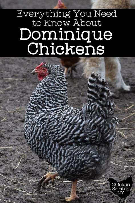 Dominique Chickens Breed, Chicken Care 101, Dominique Chicken, Dominique Chickens, Chicken Math, Chicken Egg Colors, Chicken Facts, Chicken Flock, Meat Birds