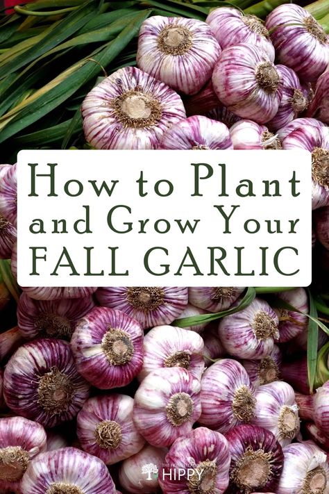 Fall Garlic Planting, When To Plant Garlic Fall, Plant Garlic In Fall, Fall Homesteading Projects, Growing Garlic In Raised Beds, Planting Onions In The Fall, Garlic Planting How To Grow, How To Plant Garlic In The Fall, Fall Potatoes Planting