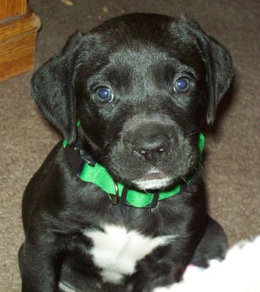 Hugo, the American Bullador (American Bulldog/Labrador Retriever), at 8 weeks old. Lab Mix Dogs, Black Lab Mix, Companion Dog, Labrador Retriever Mix, American Bulldog, Labrador Retriever Dog, Watch Dogs, Black Lab, Retriever Dog