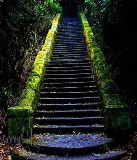 moss covered stairs Old Stairs, Stairs Window, Rustic Stairs, Stone Step, Stair Makeover, Diy Staircase, Stone Steps, Staircase Makeover, Stone Stairs