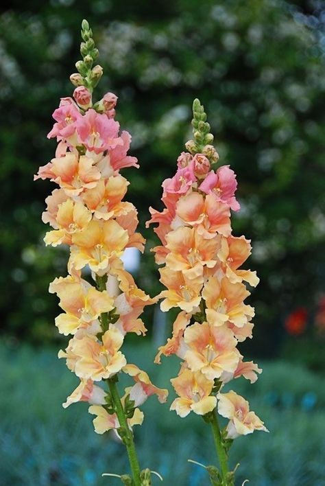 Snapdragon Flowers, Cut Flower Garden, Pretty Plants, Delphinium, Flower Farm, Flowers Nature, Dream Garden, Cut Flowers, Love Flowers