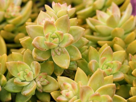 Sedum adolphii - Golden Sedum is a lovely high colored tender succulent, up to 8 inches (20 cm) tall. It is a rangy creeper, developing casual rosettes... Golden Sedum, Flower References, Succulents Indoor, Spring Beauty, Ornamental Plants, Succulent Plants, Perennial Plants, Plant Design, Succulents Garden