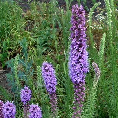 Liatris pycnostachya | Prairie Blazing Star | Dense flower spikes of tiny purple-pink flowers that bloom from the top down. Foliage is narrow and grows out from the stem. Prefers well-drained soil, but will grow in clay. Can grow up to 6'. Similar to L. spicata. Attracts songbirds, hummingbirds, butterflies, bees and parasitic wasps | Height: 4-6 ft | Width: 18-24 in | Soil Conditions: Moist/Well Drained | Flower Color: Purple | Bloom Time: July,August | Hardiness Zone: 3 TO 8 | Full sun | MWG Autumn Blaze Maple, Rabbit Resistant Plants, November Flower, Alchemilla Mollis, Blazing Star, Wild Onions, Prairie Flower, Pollinator Plants, Plant Catalogs